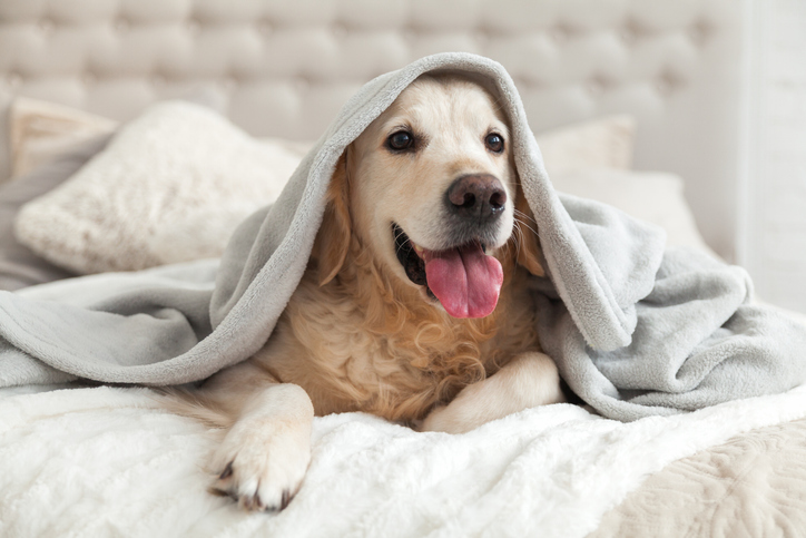 Thing To Do Pet Friendly