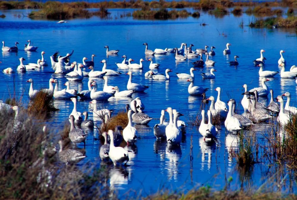 Tundra swans floating together on the water